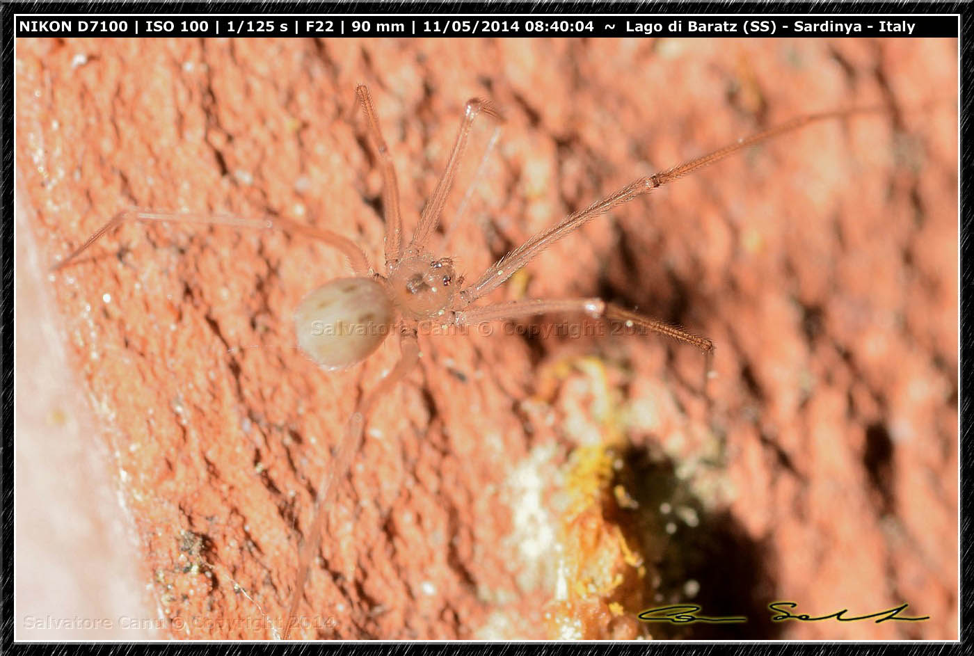 Spermophora senoculata - Baratz (SS)